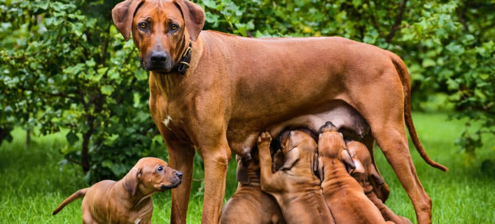 Why Should You Consider Not Buying From Breeders?
