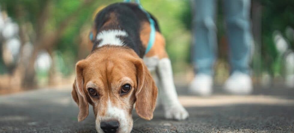 Are Beagles Smart Dogs?