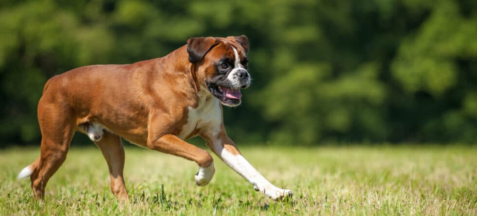 Are Boxers Likely To Bite?