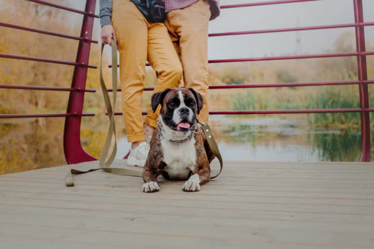 Are Boxers Protective Of Their Owners?