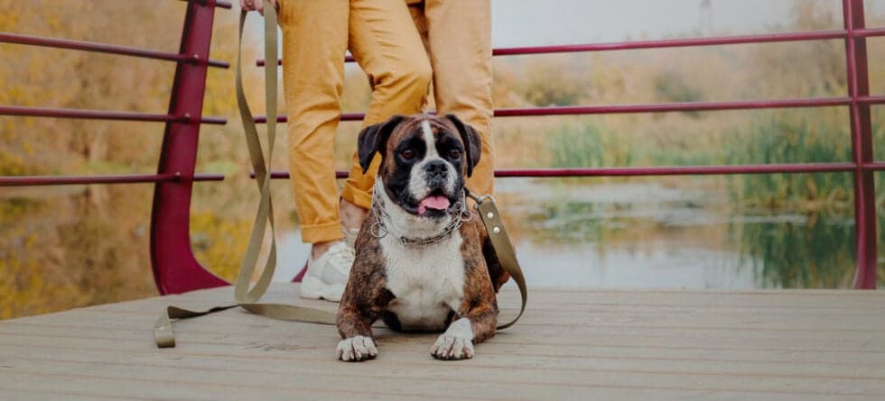 Are Boxers Protective Of Their Owners?