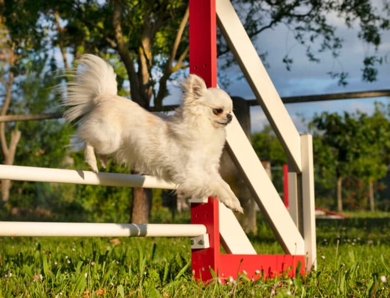 Are Chihuahuas Easy To Train?