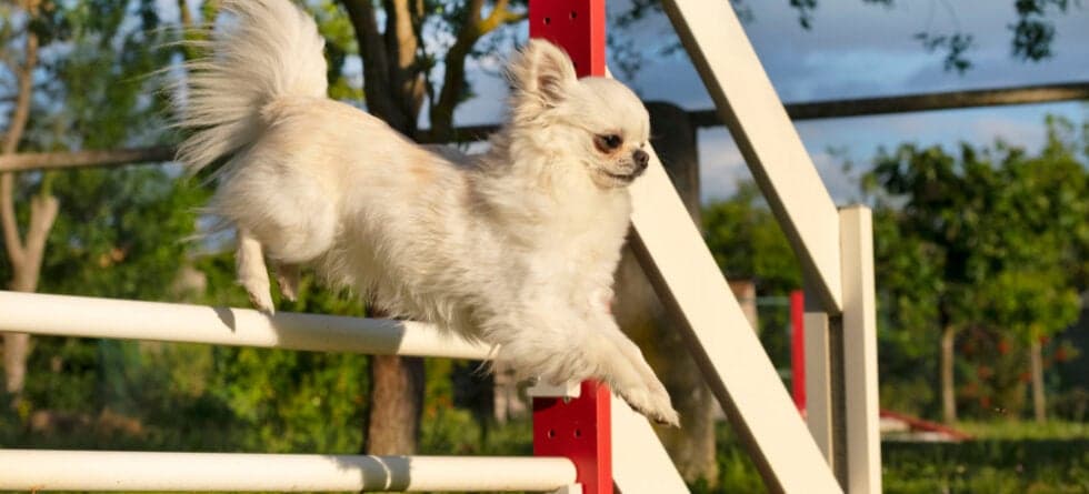 Are Chihuahuas Easy To Train?