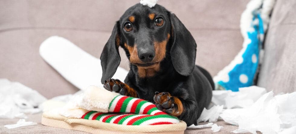Are Dachshunds Good Dogs?