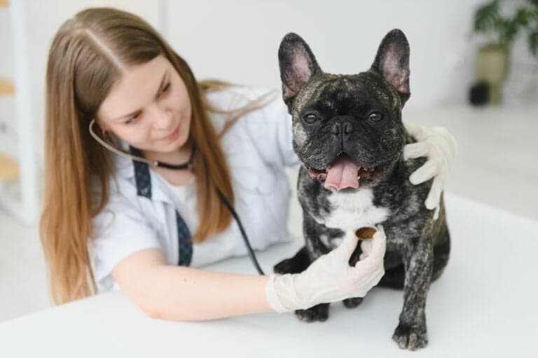 Are French Bulldogs Healthy?