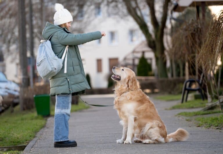 Are Golden Retrievers Smart?