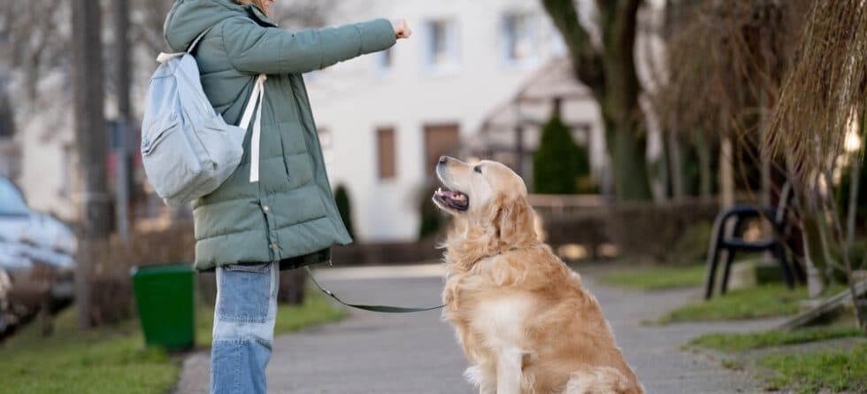 Are Golden Retrievers Smart?