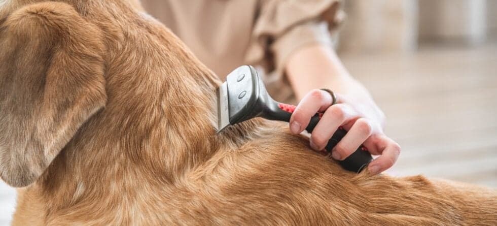 Are Labradors High Maintenance?