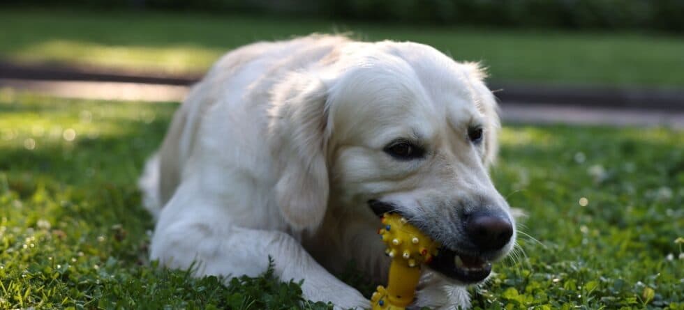 Are Labs Destructive Dogs?