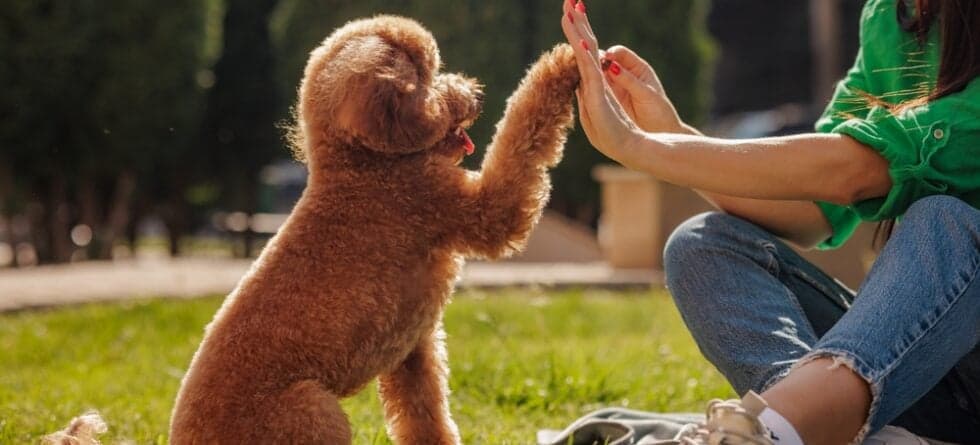 Are Poodles Calm Or Hyper?