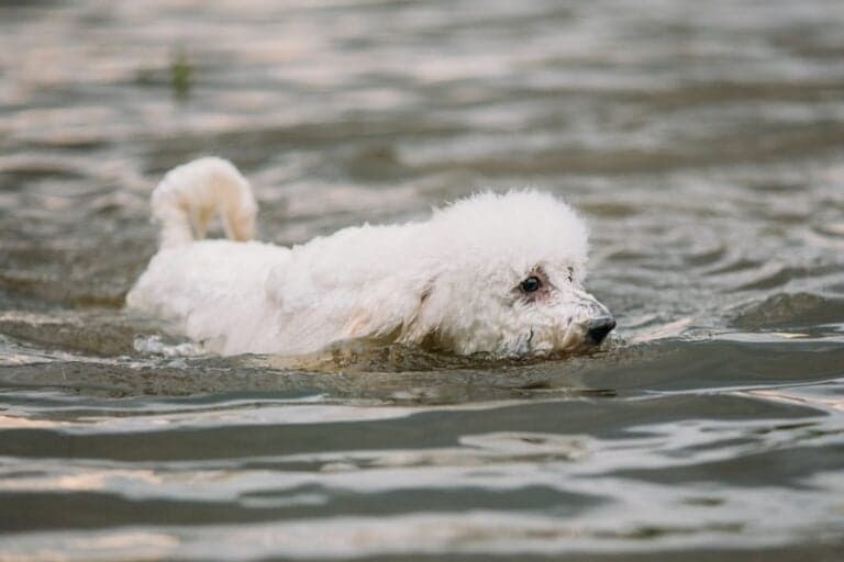 Are Poodles Good With Water?