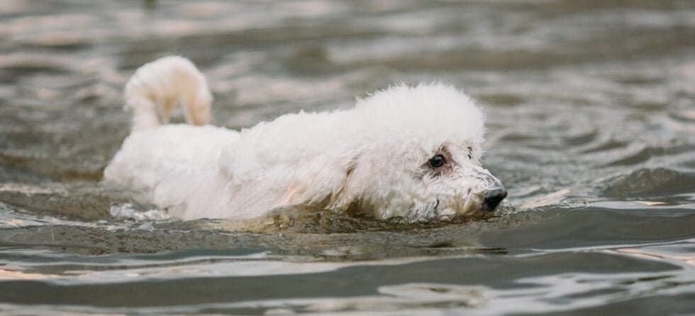Are Poodles Good With Water?
