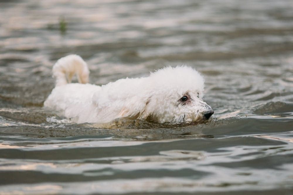 Are Poodles Good With Water?