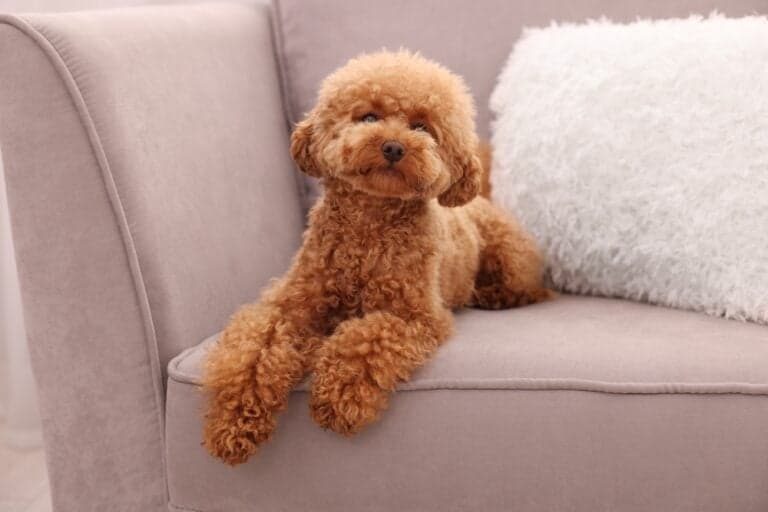 Are Poodles Ok To Be Left Alone?