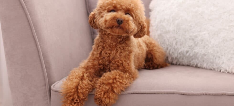 Are Poodles Ok To Be Left Alone?
