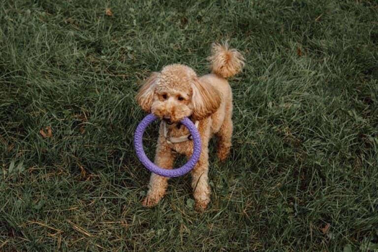 At What Age Do Poodles Stop Biting?