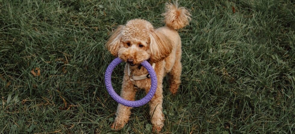At What Age Do Poodles Stop Biting?