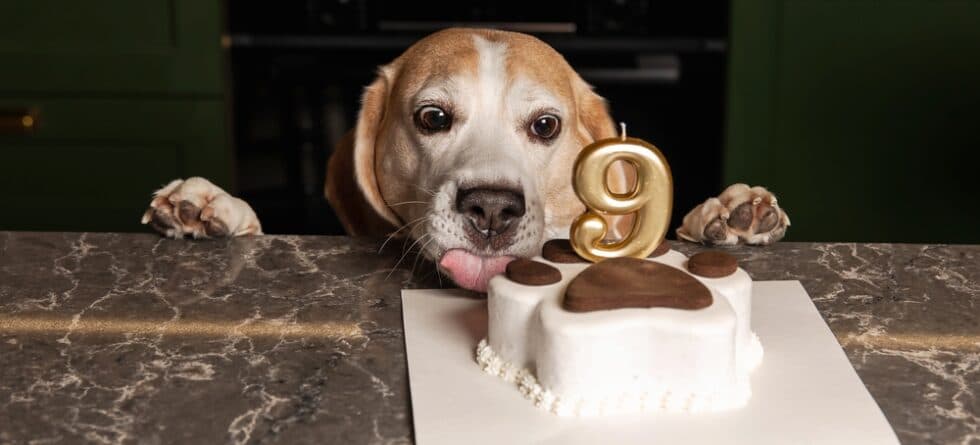Can A Beagle Eat Bread?
