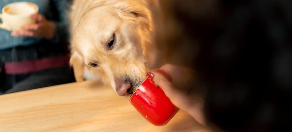 Can A Golden Retriever Drink Coffee?
