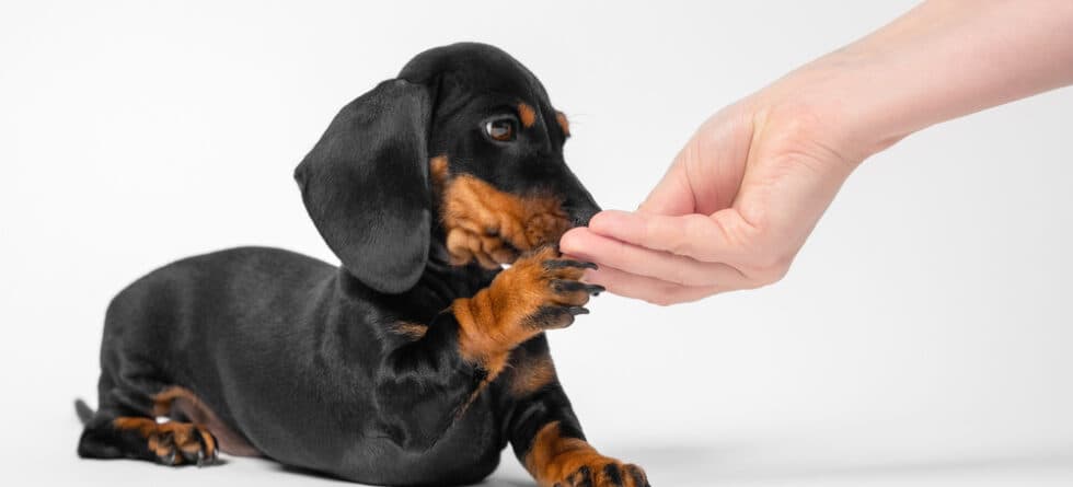 Can Dachshunds Eat Eggs?