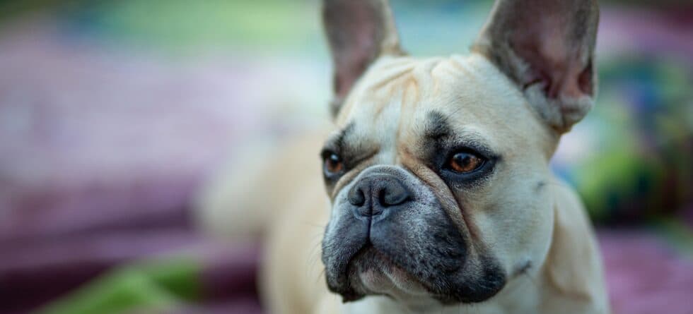 Can French Bulldogs Eat Fried Eggs?