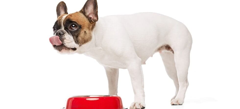 Can Frenchies Eat Chicken?