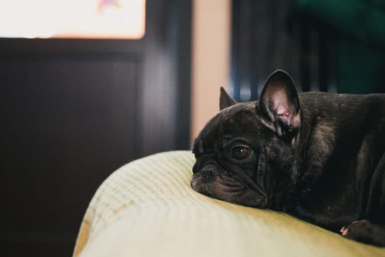 Can Frenchies Sleep Alone?