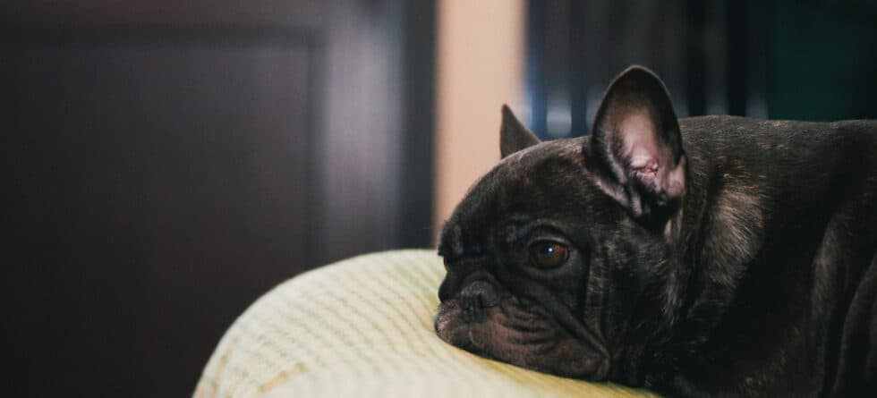 Can Frenchies Sleep Alone?