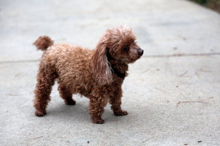 Can Poodles Be Kept Outside?
