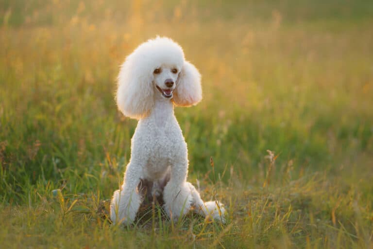 Can Poodles Eat Cat Food?