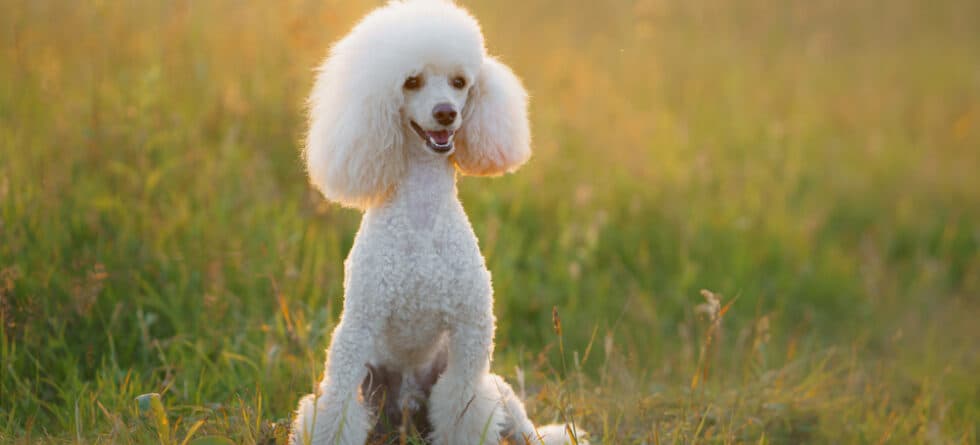 Can Poodles Eat Cat Food?