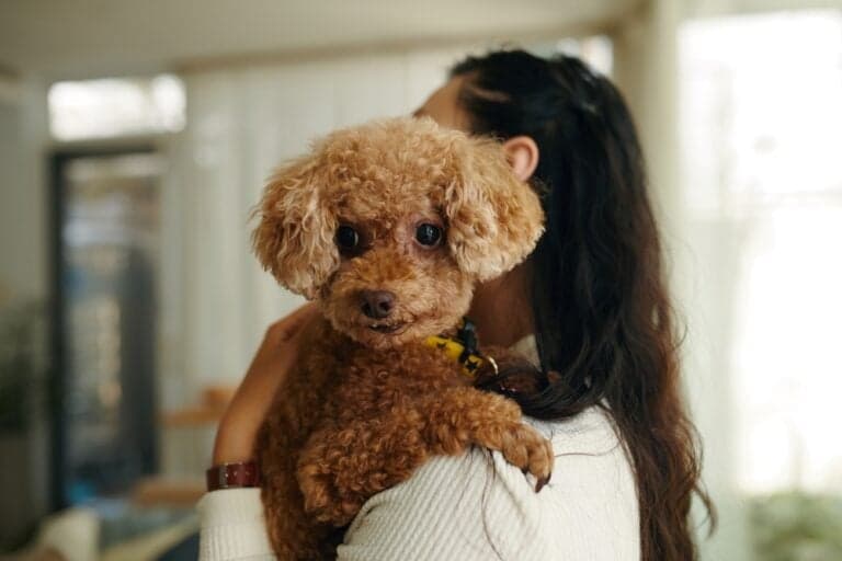 Can Poodles Sense Sadness?