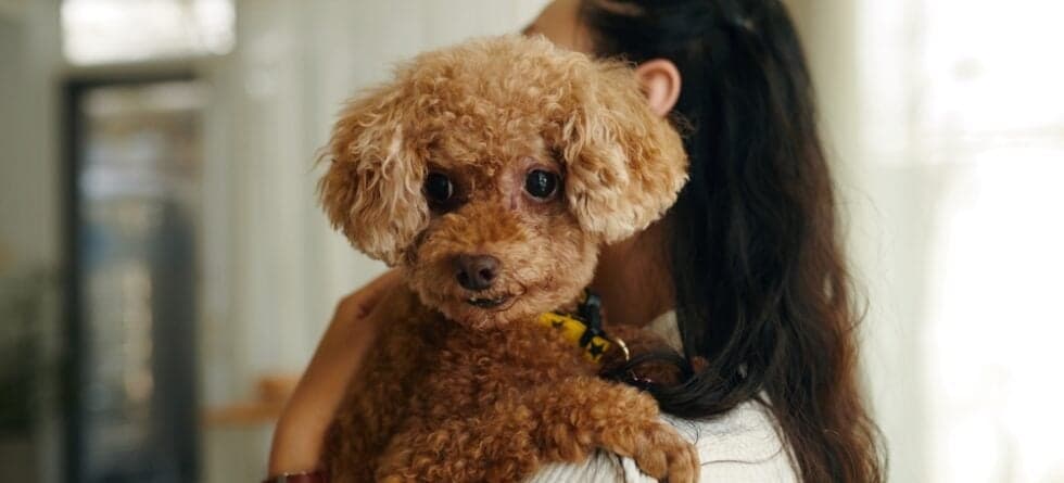 Can Poodles Sense Sadness?