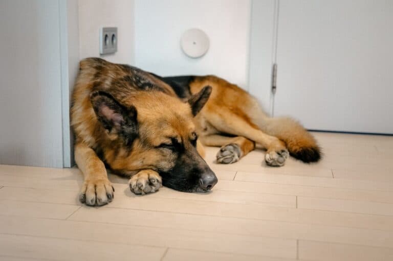Can You Leave A German Shepherd Alone For 8 Hours?