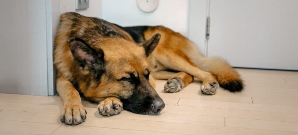 Can You Leave A German Shepherd Alone For 8 Hours?