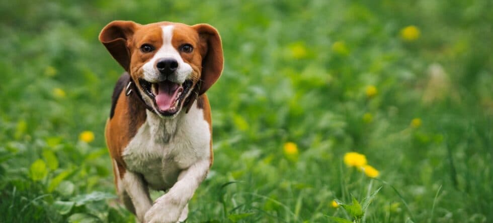Do Beagles Get Stressed Easily?