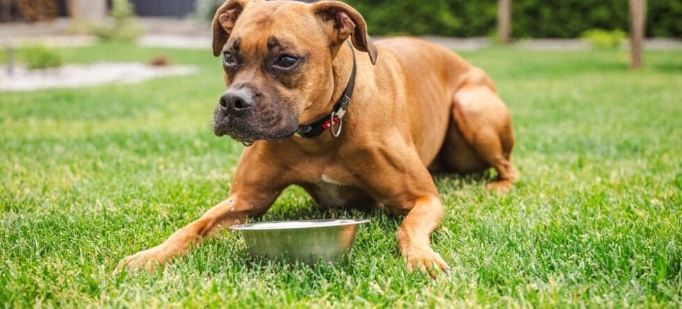 Do Boxers Need A Lot Of Water?