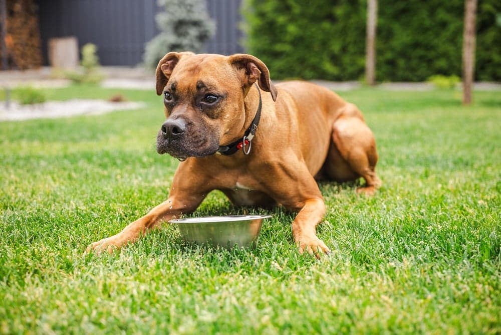 Do Boxers Need A Lot Of Water?