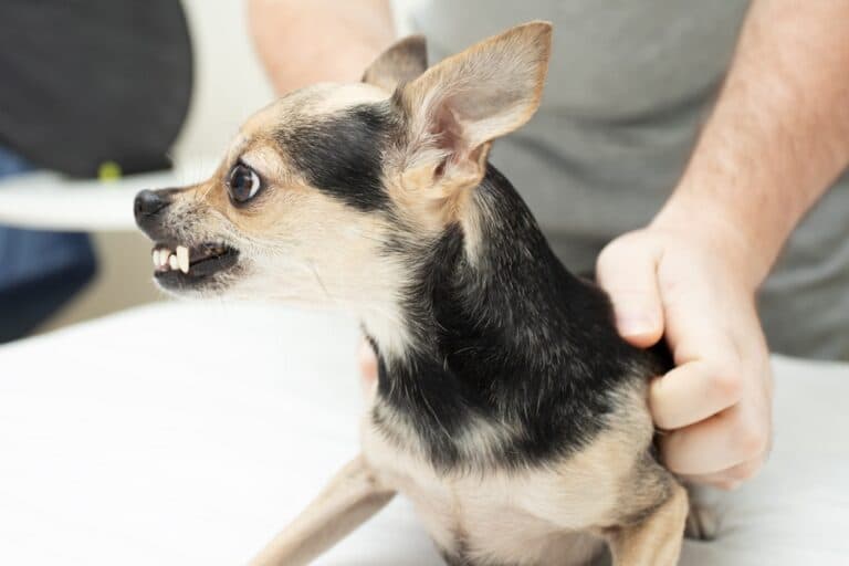Do Chihuahua Bites Hurt?