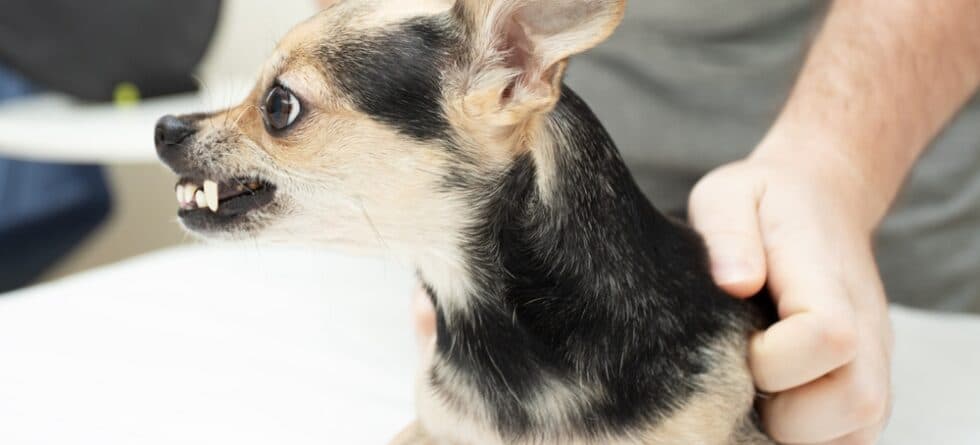 Do Chihuahua Bites Hurt?