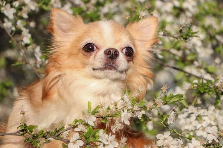 Do Chihuahua Has The Highest IQ?