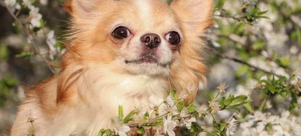 Do Chihuahua Has The Highest IQ?