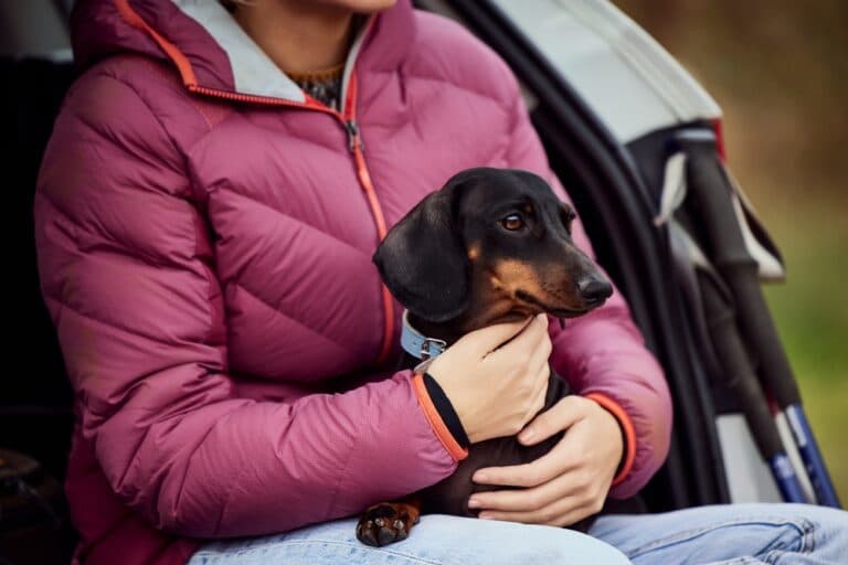 Do Dachshunds Pick One Person?