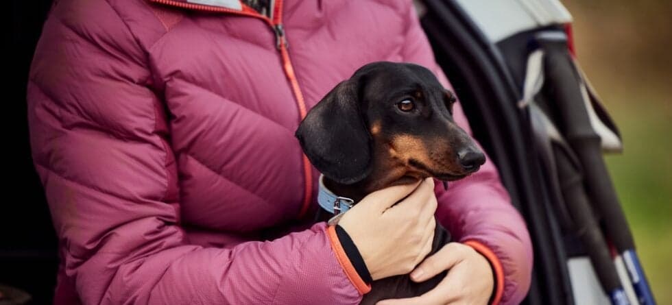 Do Dachshunds Pick One Person?