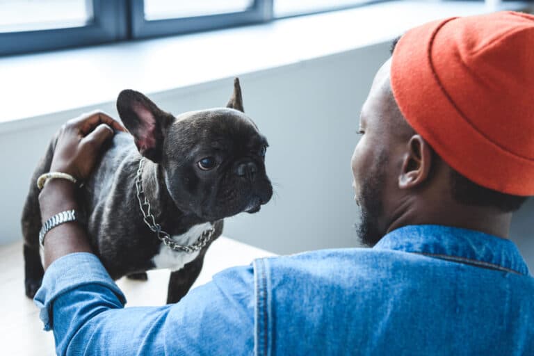 Do Frenchies Have Behavior Problems?
