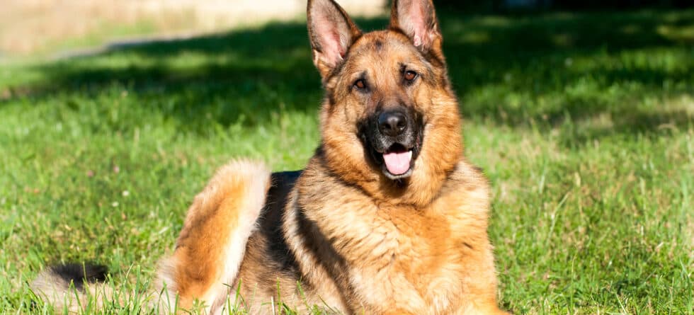 Do German Shepherds Like To Be Inside Or Outside?