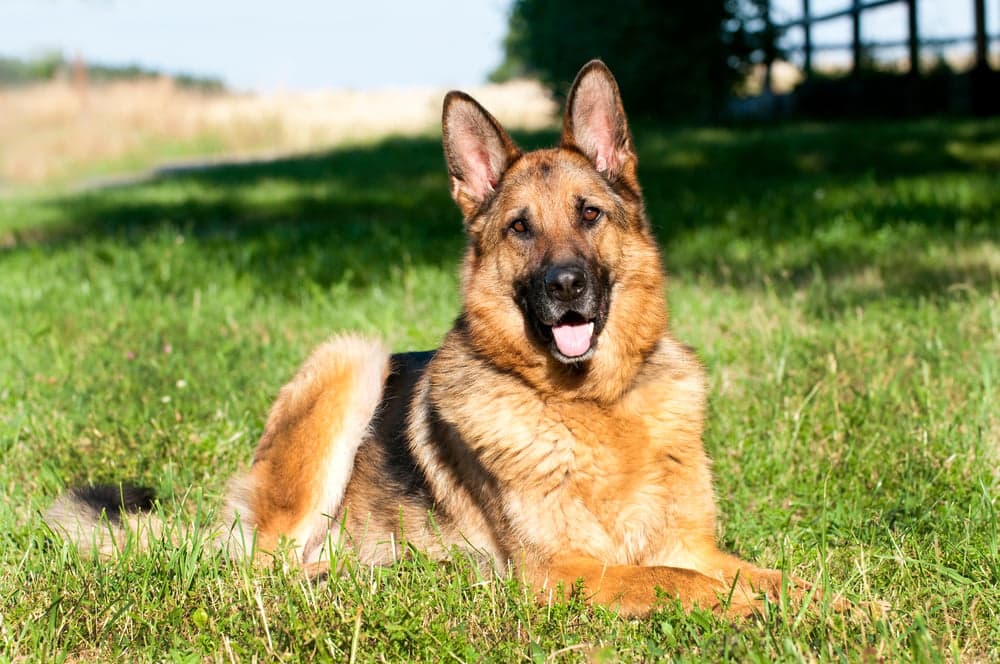 Do German Shepherds Like To Be Inside Or Outside?