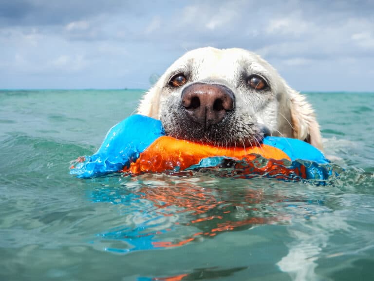 Do Labs Repel Water?