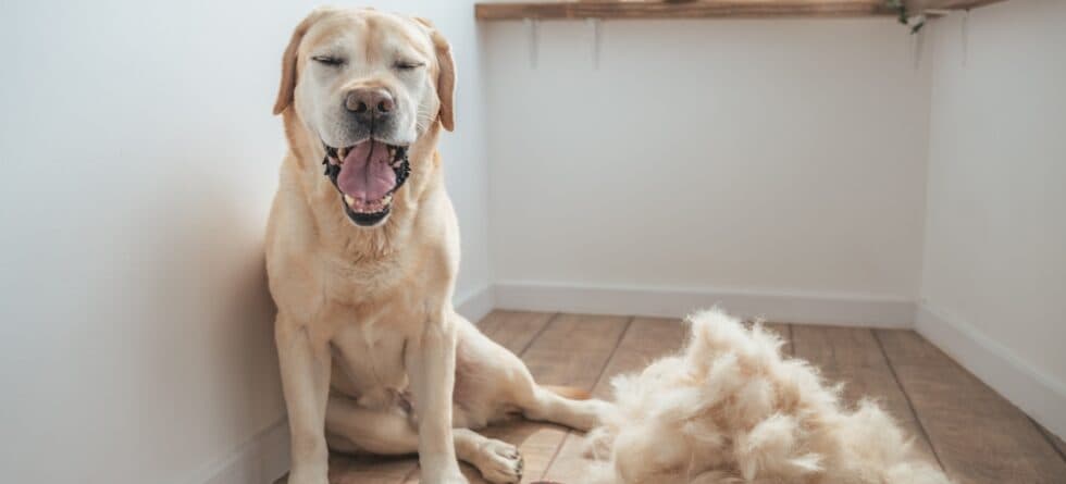 Does A Labrador Shed Hair?