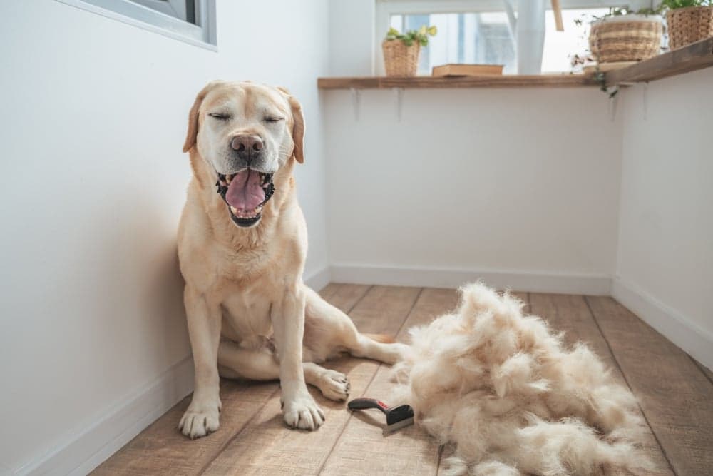 Does A Labrador Shed Hair?
